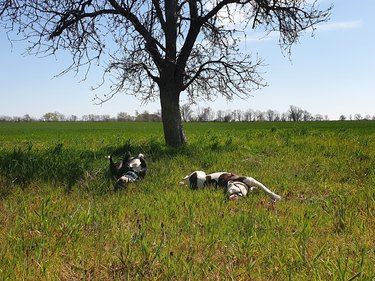 Happy dogs on the green meadow