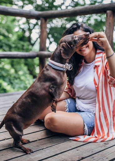 A dachshund is reaching up to eat a treat from a woman's hand. 