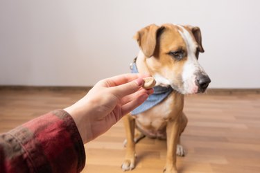 Dog refuses food from human.