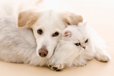 Studio shot of cat and dog