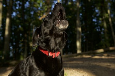 Howling black dog