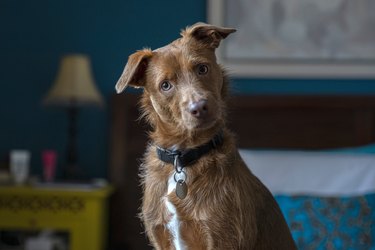 funny dog ​​portrait at home looking at camera