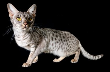 Ocicat