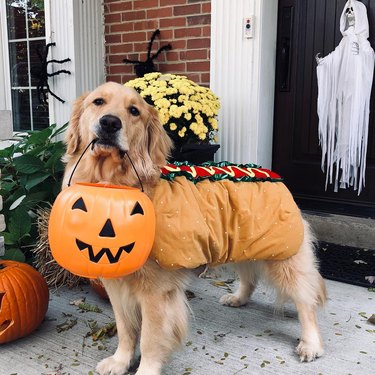 dog dressed in hot dog costume for Halloween