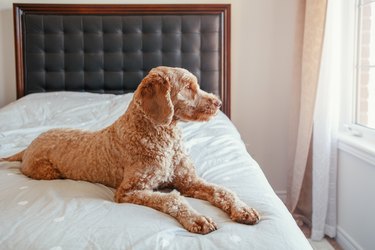 Sad Red-Haired Pet Dog Lying On Clean Bed In Bedroom At Home. Lonely Domestic Animal