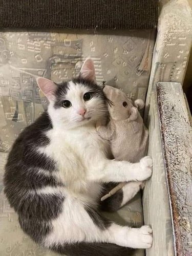 cat holding stuffed animal.