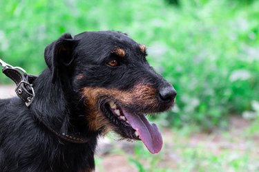 Portrait of a dog of a hunting breed German Jagdterrier on a leash on a blurred background of green grass in nature. Hunting dog outside the city on the hunt in the summer season.