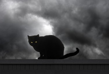 Scary Black Cat