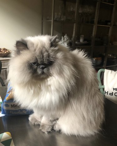 a fluffy gray and white cat sitting on a table.