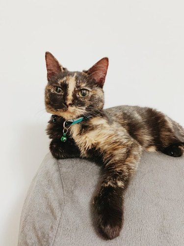 Tortoiseshell cat