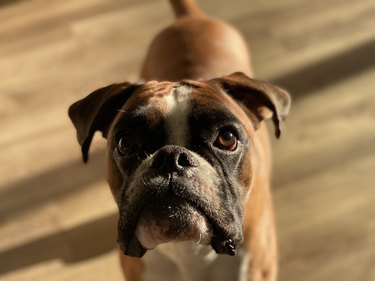 Curious boxer dog.