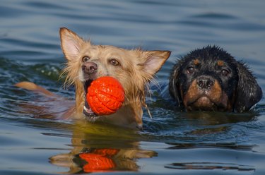 Two dogs swimming in the sea and playing with a ball