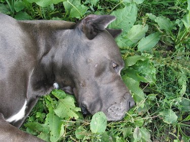 Black dog in grass