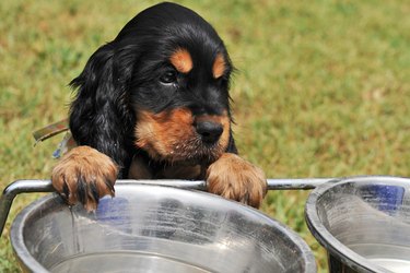 Close up of a brown puppy outside